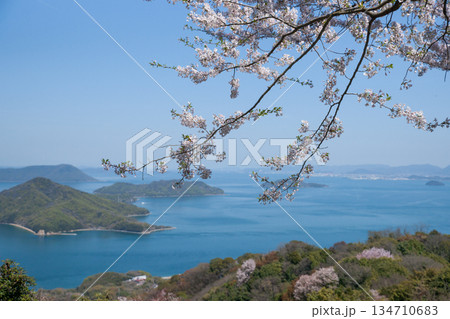 紫雲出山山頂展望台の桜（ソメイヨシノ） 134710683