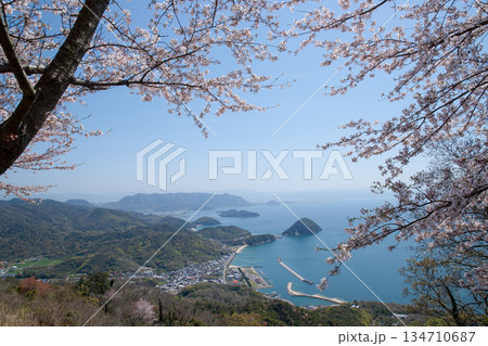 紫雲出山山頂展望台の桜（ソメイヨシノ） 134710687