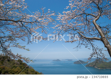 紫雲出山山頂展望台の桜（ソメイヨシノ） 134710693