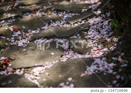 紫雲出山山頂展望台の桜（ソメイヨシノ） 134710696