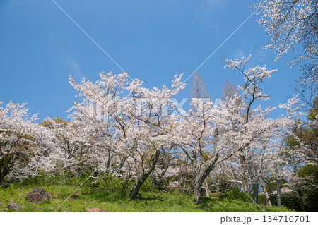 紫雲出山山頂展望台の桜（ソメイヨシノ） 134710701