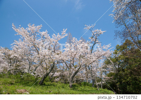 紫雲出山山頂展望台の桜（ソメイヨシノ） 134710702