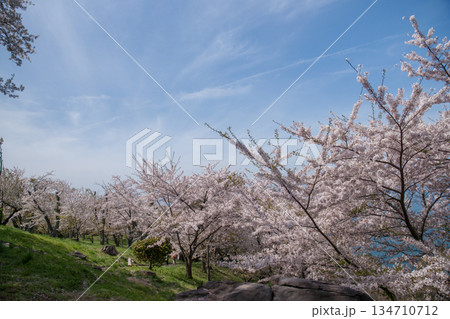 紫雲出山山頂展望台の桜（ソメイヨシノ） 134710712