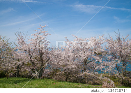 紫雲出山山頂展望台の桜(ソメイヨシノ) 紫雲出山山頂展望台の桜(ソメイヨシノ) 134710714