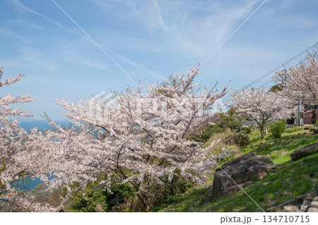 紫雲出山山頂展望台の桜（ソメイヨシノ） 134710715