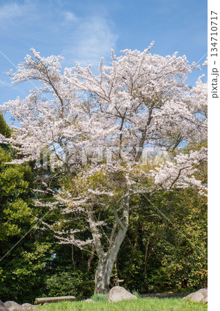 紫雲出山山頂展望台の桜（ソメイヨシノ） 134710717