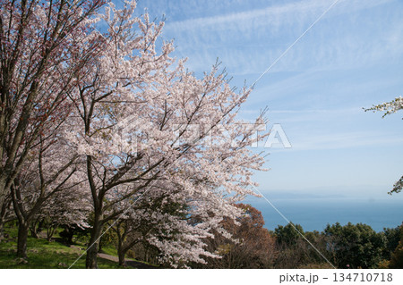 紫雲出山山頂展望台の桜(ソメイヨシノ) 紫雲出山山頂展望台の桜(ソメイヨシノ) 134710718