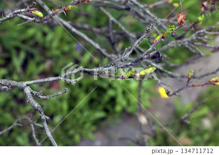 A close-up ofbranch of Japanese rose Rosa rugosa with several emerging leaves in early spring. Early spring. Blurred background A close-up ofbranch of Japanese rose Rosa rugosa with several emerging leaves in early spring. Early spring. Blurred background 134711712