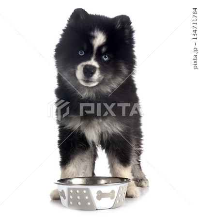 Pomsky in studio 134711784