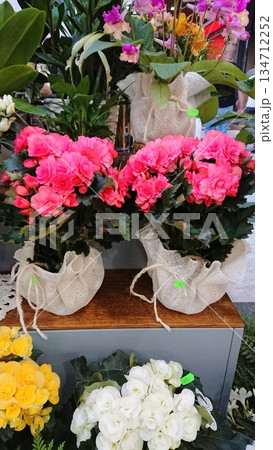 Potted pink begonias on flower shop shelf 134712252