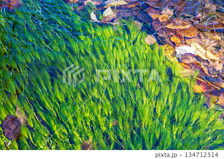 水草 (10月 蓼科湖) 水草 (10月 蓼科湖) 134712314