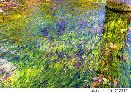 水草 (10月 蓼科湖) 水草 (10月 蓼科湖) 134712315