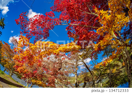 蓼科湖の紅葉 (10月 晴れ) 蓼科湖の紅葉 (10月 晴れ) 134712333