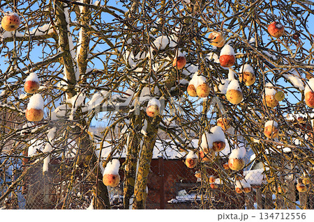 Apples on a tree under the snow during a severe frost, covered with frost. Unharvested fruit serves as food for wintering birds in winter and helps them survive the cold. In villages, 134712556