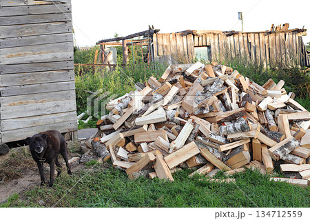 A pile of chopped birch firewood stands outside, guarded by an old dog against the backdrop of a ruined barn. Preparing firewood for winter heating in a Russian village, an environmentally fuel A pile of chopped birch firewood stands outside, guarded by an old dog against the backdrop of a ruined barn. Preparing firewood for winter heating in a Russian village, an environmentally fuel 134712559