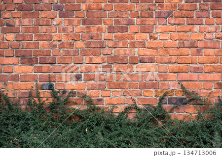 Red brick wall and bushes in park 134713006
