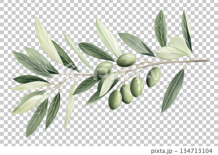 Illustration of an olive branch with green olives and leaves, highlighting natural beauty for culinary and decorative purposes. 134713104