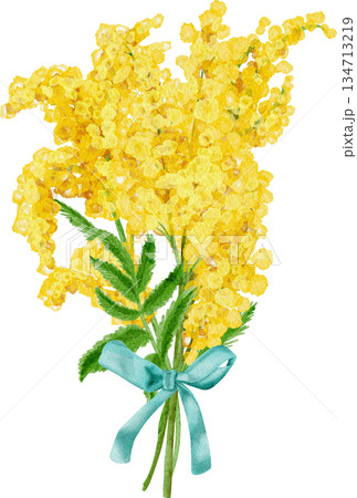 Watercolor painting depicting bouquets of yellow mimosa Watercolor painting depicting bouquets of yellow mimosa 134713219