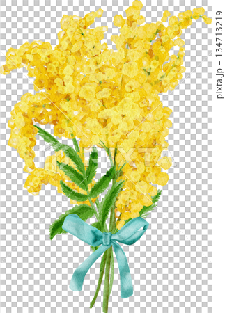 Watercolor painting depicting bouquets of yellow mimosa Watercolor painting depicting bouquets of yellow mimosa 134713219