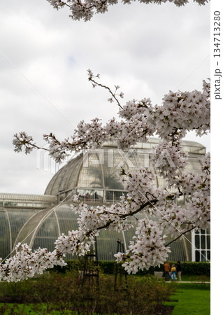 早春の曇り空の下に咲く桜と遠くに見える大きな温室　ロンドン郊外のキューガーデンにて 134713280