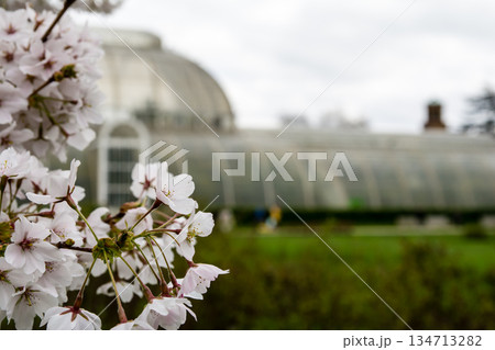 早春の曇り空の下に咲く桜と遠くに見える大きな温室　ロンドン郊外のキューガーデンにて 134713282