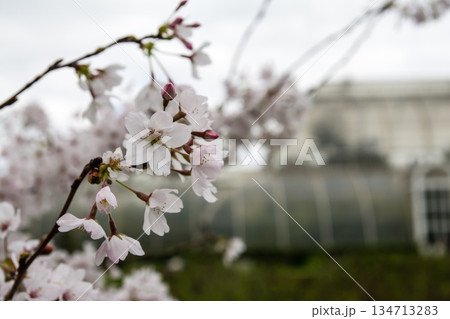 早春の曇り空の下に咲く桜と遠くに見える大きな温室　ロンドン郊外のキューガーデンにて 134713283