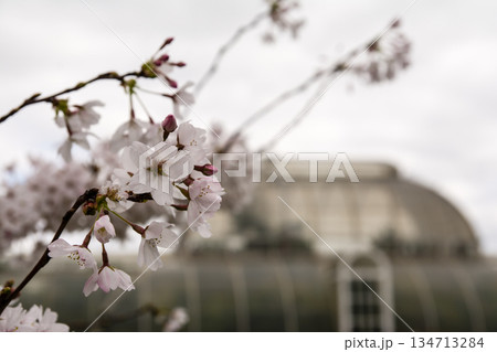 早春の曇り空の下に咲く桜と遠くに見える大きな温室　ロンドン郊外のキューガーデンにて 134713284