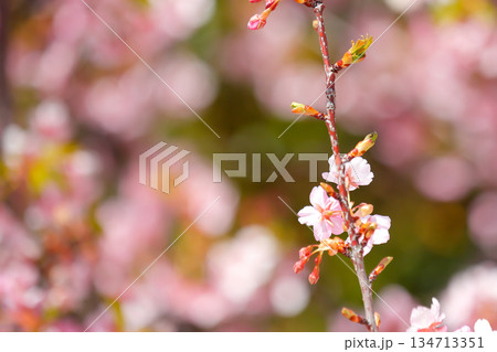 陽光に輝く河津桜の枝 134713351
