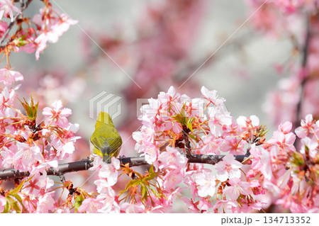 河津桜の枝で休むメジロの後ろ姿 河津桜の枝で休むメジロの後ろ姿 134713352