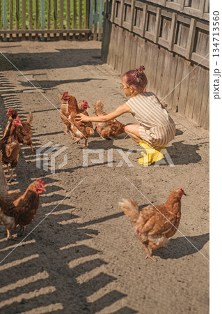 A girl catches chickens in the backyard, trying to stroke their feathers. Raising poultry on a ranch. 134713560