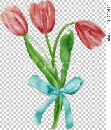 Pink watercolor tulips. Spring illustration 134713693