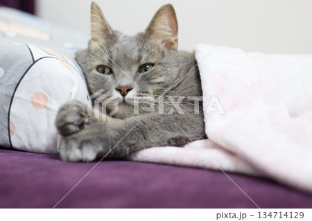 A sleepy gray tabby cat rests on a bed, cozy under blankets and a pillow. 134714129