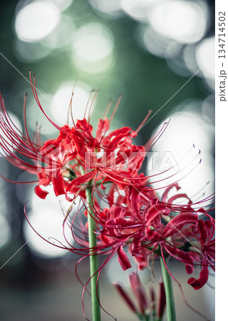 西蓮寺の彼岸花 クローズアップ 134714502