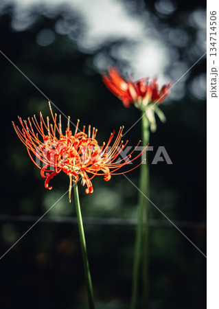 西蓮寺の彼岸花 クローズアップ 134714506