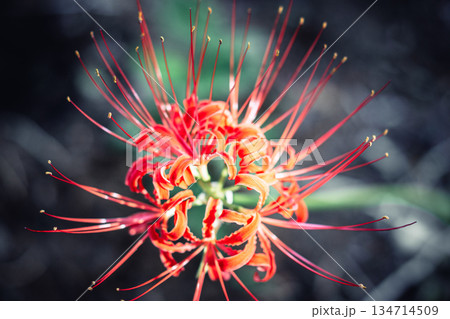 西蓮寺の彼岸花 クローズアップ 134714509
