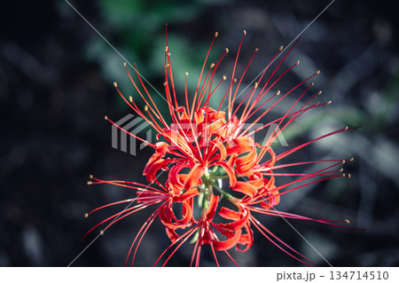 西蓮寺の彼岸花 クローズアップ 西蓮寺の彼岸花 クローズアップ 134714510