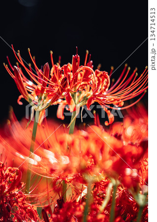 西蓮寺の彼岸花 クローズアップ 西蓮寺の彼岸花 クローズアップ 134714513