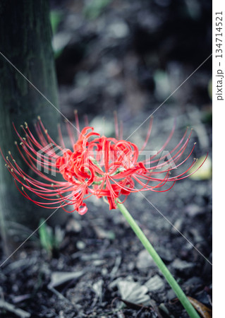 西蓮寺の彼岸花 クローズアップ 134714521