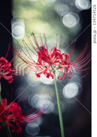 西蓮寺の彼岸花 クローズアップ 134714528
