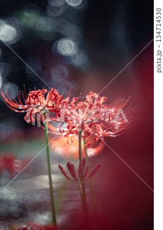 西蓮寺の彼岸花 クローズアップ 134714530