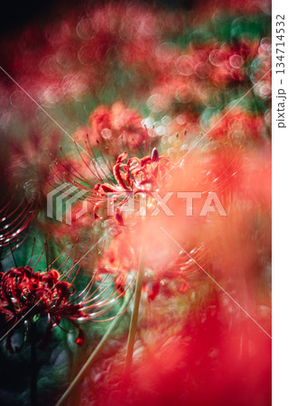 西蓮寺の彼岸花 クローズアップ 134714532