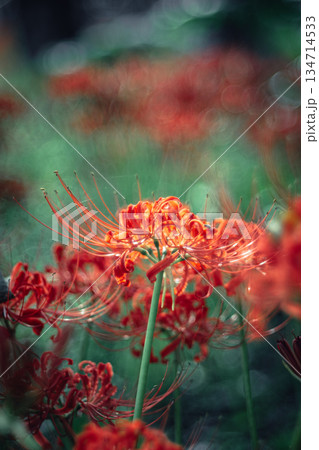 西蓮寺の彼岸花 クローズアップ 134714533