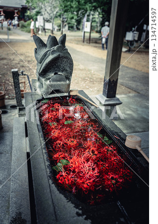 手水舎に浮かぶ彼岸花 134714597