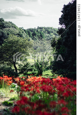 西蓮寺の彼岸花が広がる里山風景 134714651