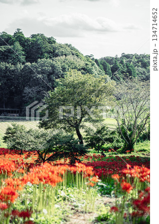 西蓮寺の彼岸花が広がる里山風景 西蓮寺の彼岸花が広がる里山風景 134714652