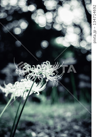 幻想的な白い彼岸花 134714692