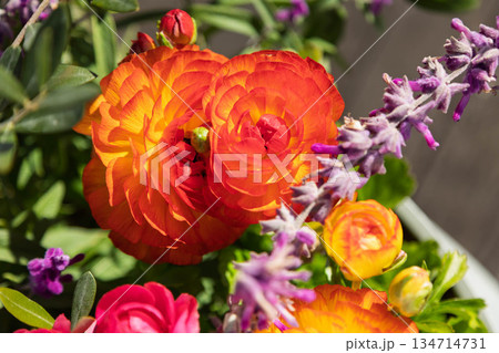 ラナンキュラスの寄せ植え 134714731