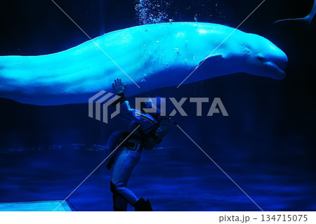 シロイルカ シロイルカ 134715075