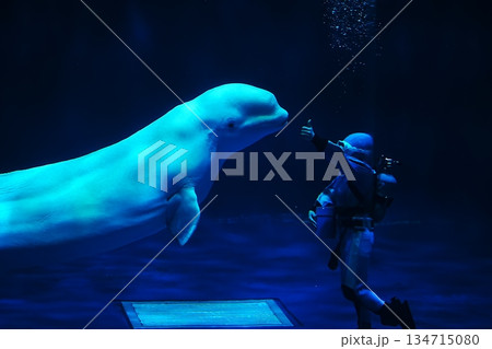 シロイルカ シロイルカ 134715080