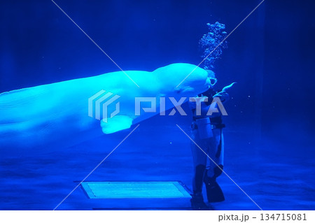 シロイルカ シロイルカ 134715081